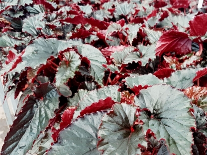 בגוניה בלאק מג'יק בנטל- ע. 12