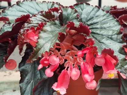 בגוניה בלאק מגיק