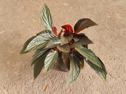 בגוניה הטקואה רוביפוליה - ע.12