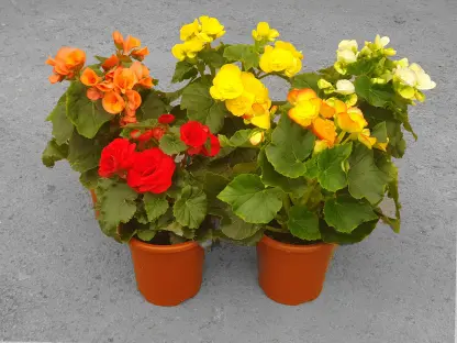 בגוניה ורד / הפקעות - ע. 15