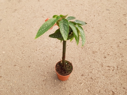 בגוניה טמאיה גזע בנטל- ע. 9