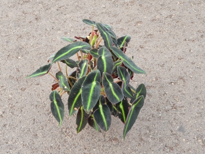 בגוניה ליסטדה