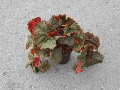 בגוניה מידנייט מג'יק