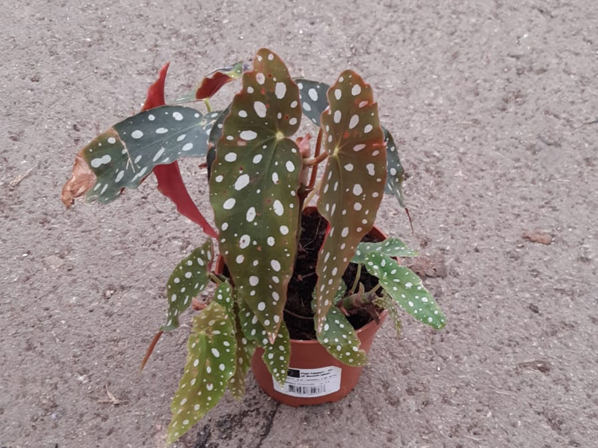 בגוניה מקולטה פולקה דוט בנטל- ע. 12