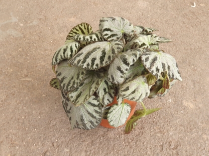 בגוניה סילבר ג'ול - ע.15