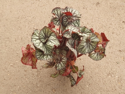 בגוניה ספיראליס - ע.15