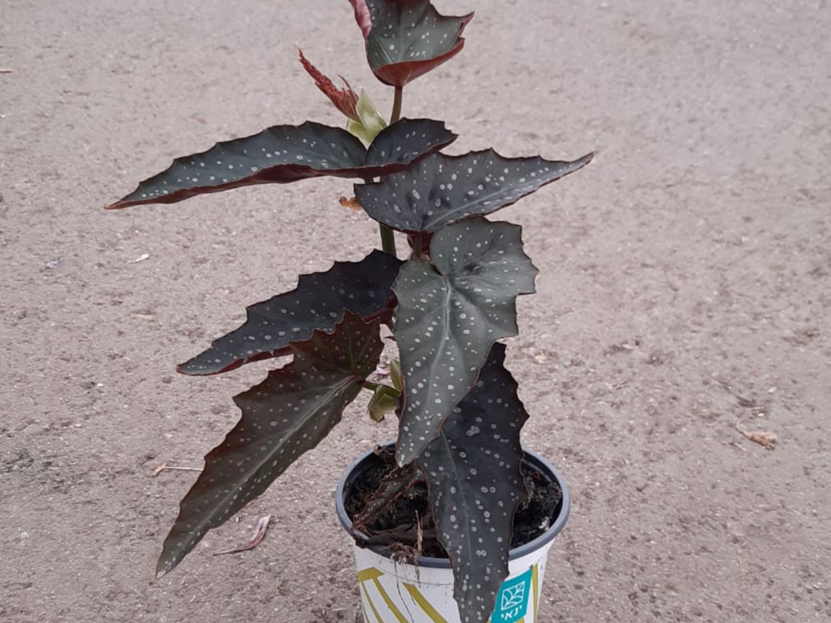 בגוניה פיקטה עלה גדול-ק. 11