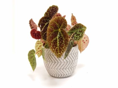 בגוניה פרוקס - ע.13