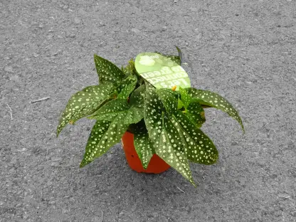 בגוניה קיין