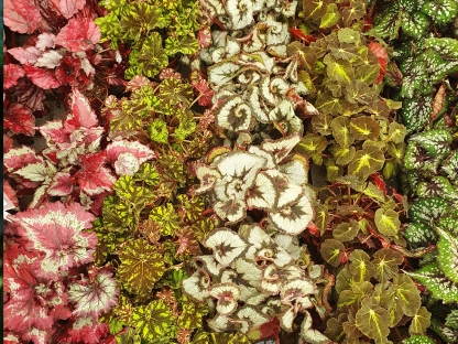 בגוניה רקס בנטל- ע. 17