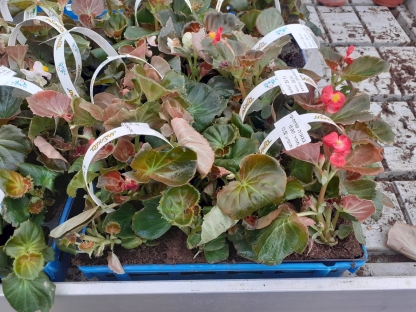 בגוניה- מארז שישייה