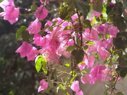 בוגונביליה נאה