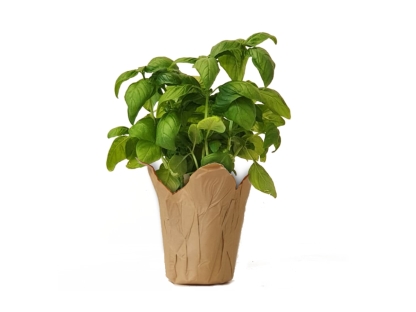 בזיליקום נייר חום