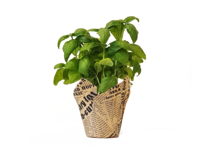 בזיליקום נייר עיתון