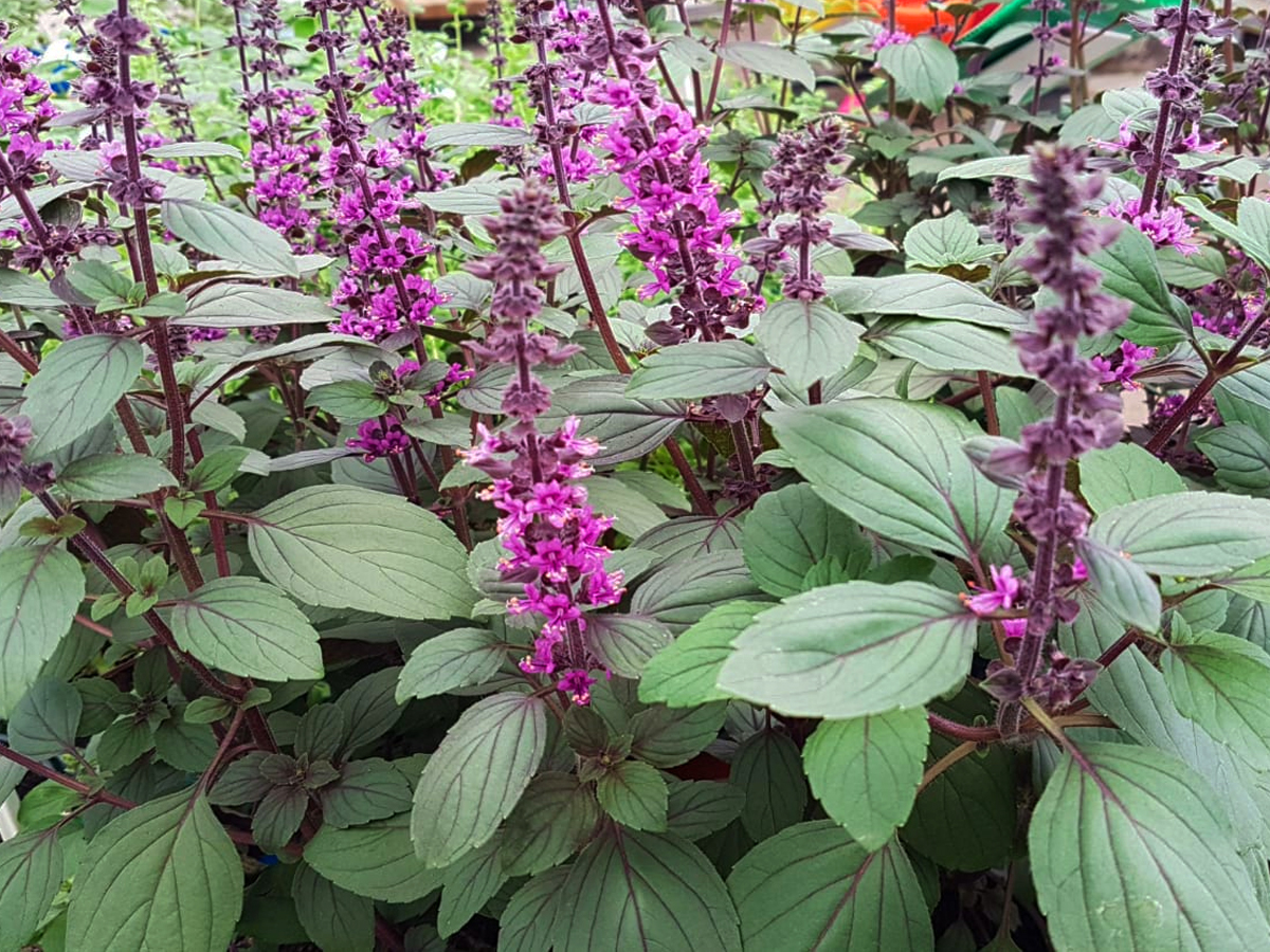 בזיליקום מג'יק מאונטן