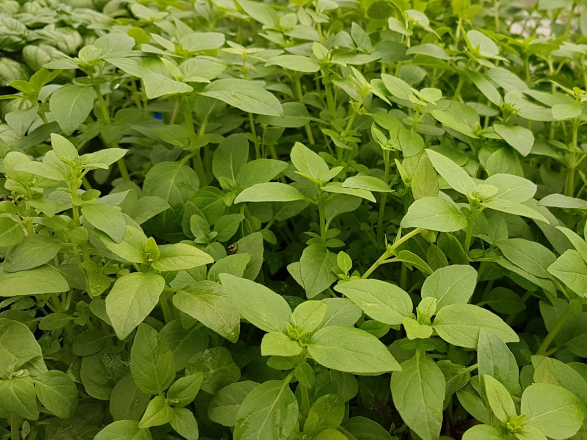 בזיליקום פסטו ק.11