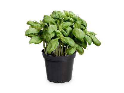 בזיליקום ק.11 - ללא עטיפה