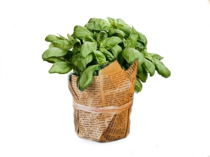 בזיליקום ק.11 - עטיפת עיתון