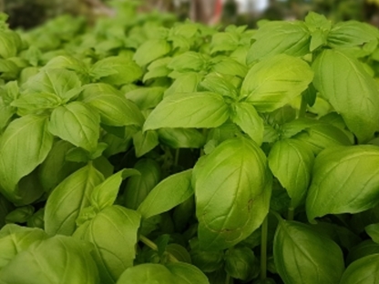 בזיליקום (ריחן בזיל)