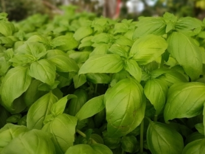 צמחי תבלין לבישול וסלטים