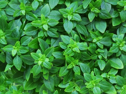 ריחן בזיליקום יווני - ק.11