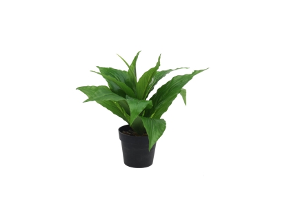 צ.מ-צמחי בית עלים צבעוניים - סוג 2