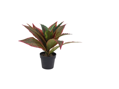 צ.מ-צמחי בית עלים צבעוניים - סוג 3