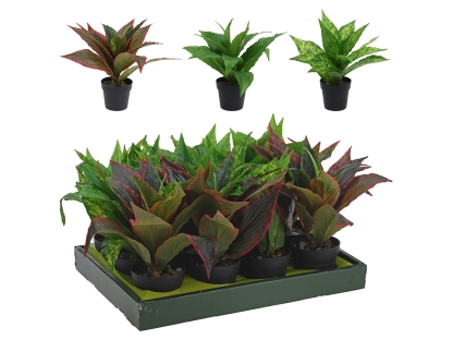 צ.מ-צמחי בית עלים צבעוניים