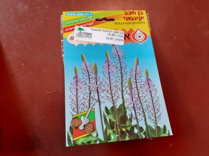 בן חצב יקינטוני/פקעות