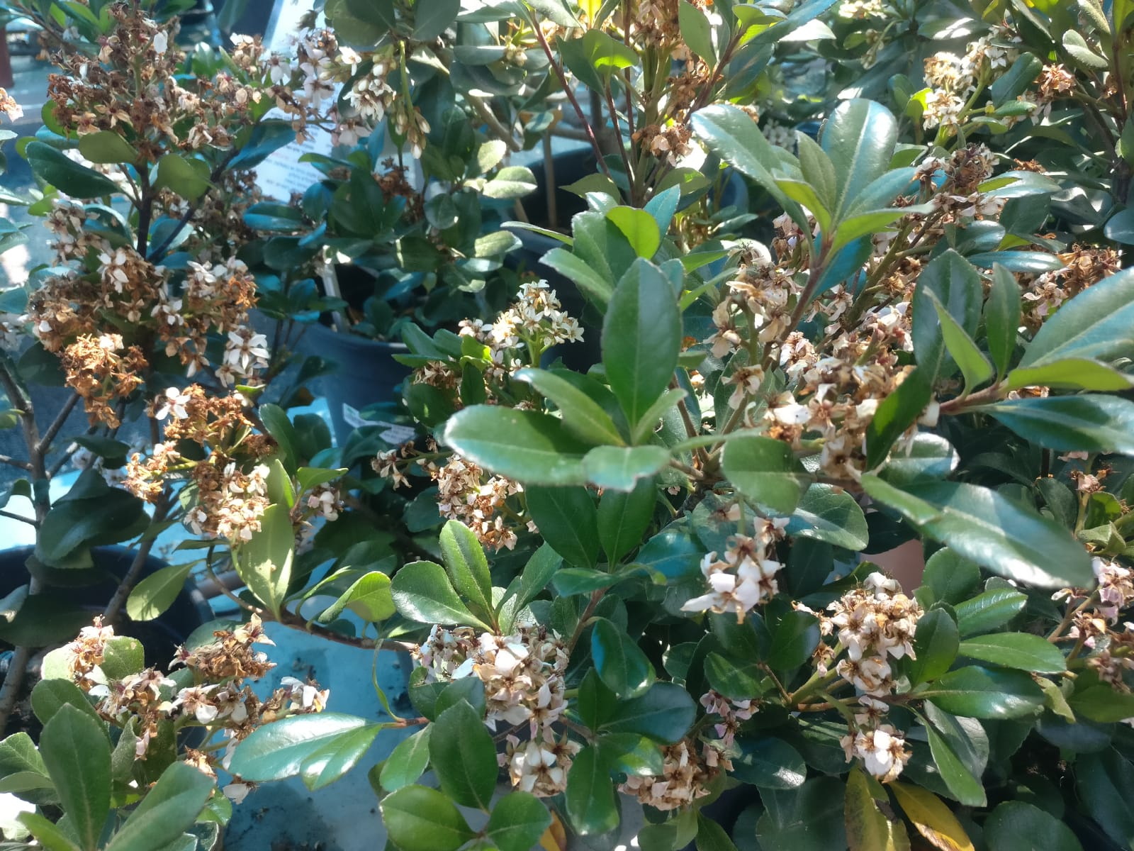 בן עוזרר הודי-10 ל