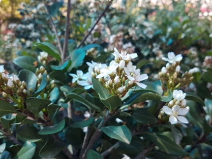 שיחים נמוכים