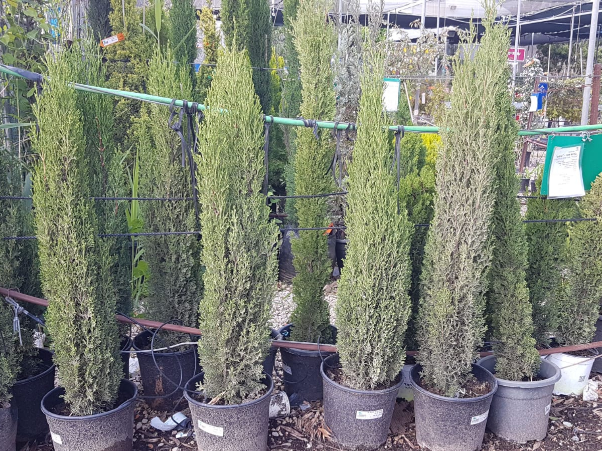 ברוש טוטם-25 ל