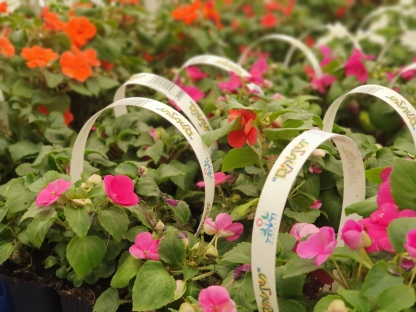 בשמת - מארז שישייה