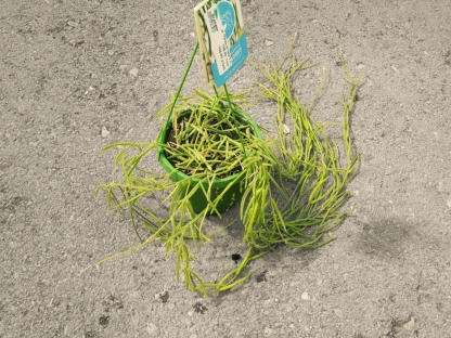 בת-שבע/הויה לינאריס בנטל- ע. 14