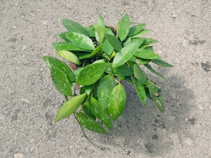 בת שבע / הויה גרסיליס - ע.12