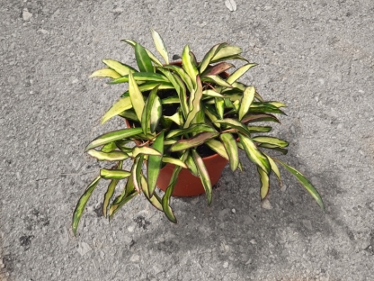 בת-שבע / הויה וואייטי מגוונת - ע.12