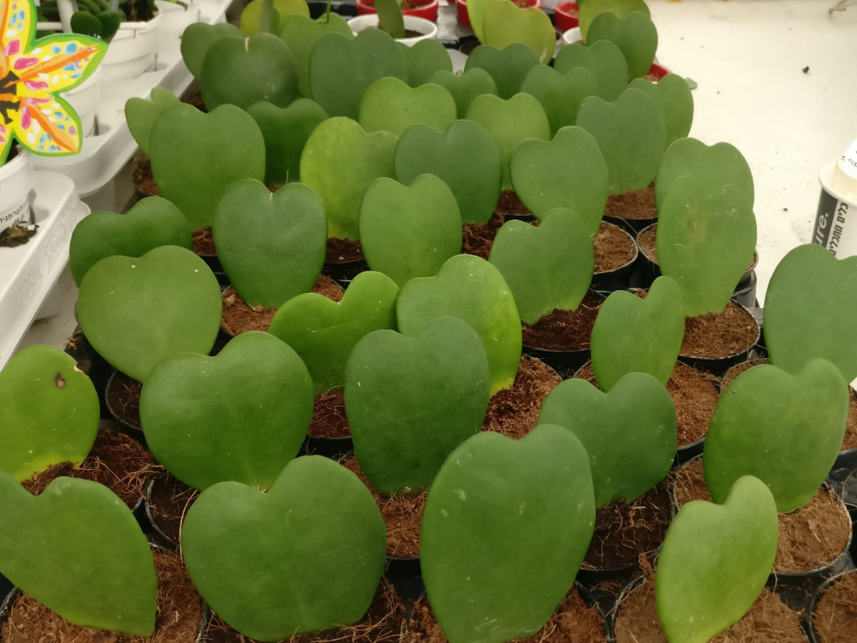 בת שבע/הויה קרי בנטל- ע. 7