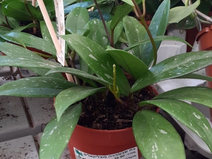 בת שבע/הויה פובליקאליס בנטל- ע. 12