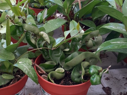 בת שבע/הויה קומפקטה בנטל- ע. 12