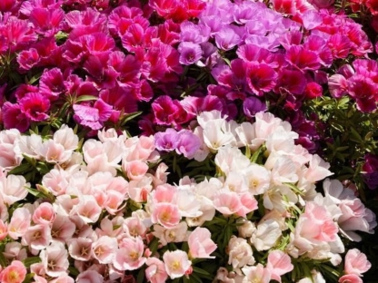 גודטיה/קלריקה - ק.11