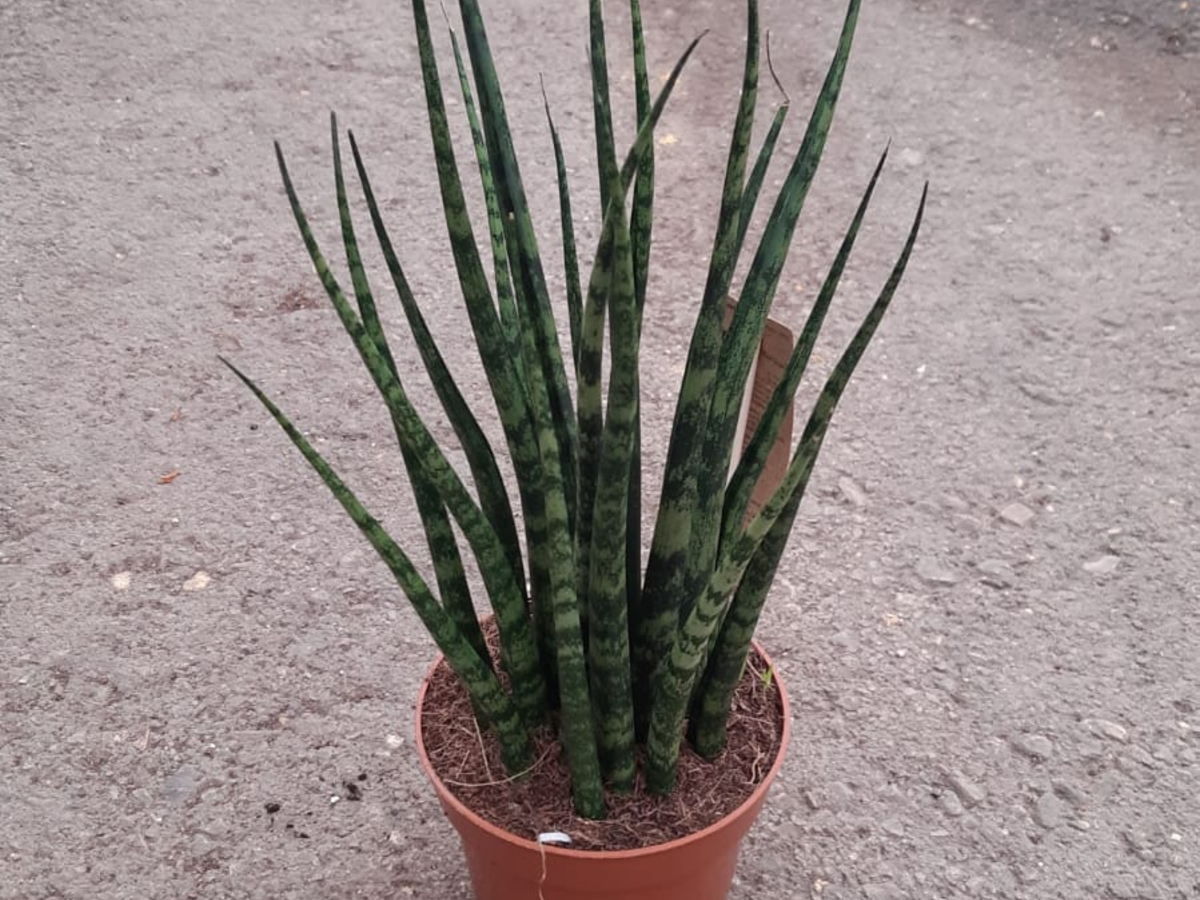 סנסיויריה גלילית פרנווד בנטל - ע.12