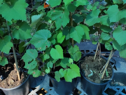 גפן היין איזבלה-10 ל'