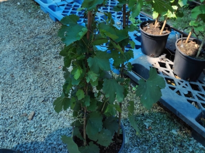 גפן ג1 - 10 ליטר