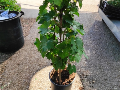 גפן היין קרימזון-10 ל'