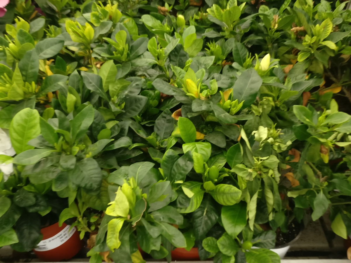 גרדניה יסמינית