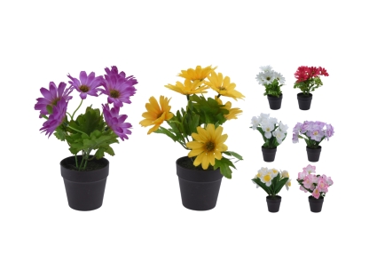 צ.מ- גרמית פורחת בעציץ פלסטי ג. 20 ס"מ