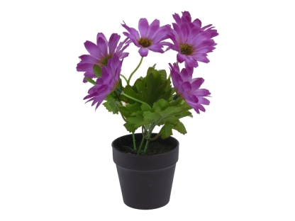 צ.מ- גרמית פורחת בעציץ פלסטי ג. 20 ס"מ - צבע סגול