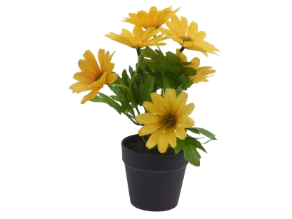 צ.מ- גרמית פורחת בעציץ פלסטי ג. 20 ס"מ - צבע צהוב