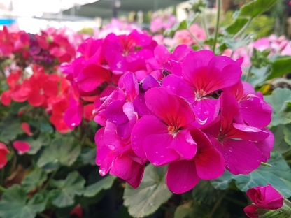 רב שנתיים פורחים לשמש