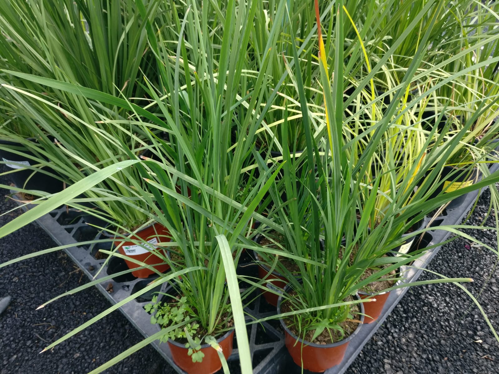 דיאטס דו גוני/מוראה-10 ל